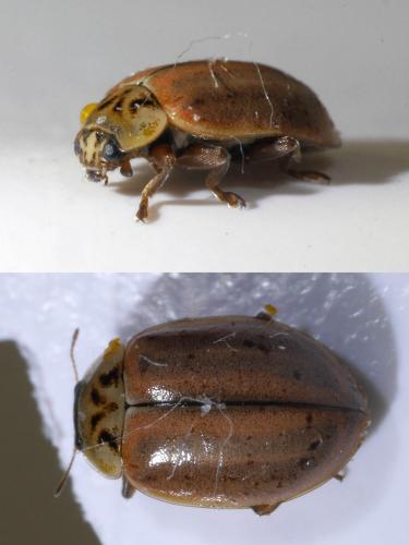 Réf. 277 784 : Aphidecta obliterata
